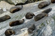 Premium Milford Sound Small Group Tour & Cruise from Queenstown 