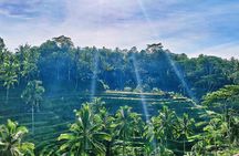 Best of Ubud - Full day Tour + FREE WI-FI