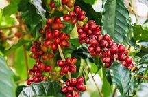 Materuni Waterfalls and Coffee Tour 