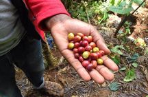 Materuni Waterfalls and Coffee Tour 