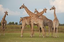 Okavango delta - Chobe Adventure 7 Nights/8 Days