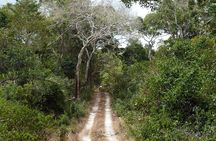 1 Day Arabuko Sokoke forest (Cost Based on Minimum 2 persons)