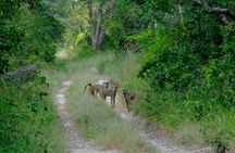 1 Day Arabuko Sokoke forest (Cost Based on Minimum 2 persons)