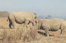 2 Days amazing maasai mara group safari 