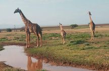 2 Days amazing maasai mara group safari 