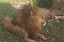 2 Days amazing maasai mara group safari 