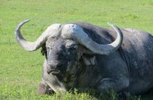 Day trip to Trangire National Park from Arusha