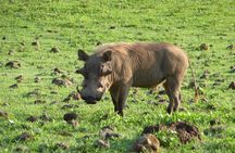 Day trip to Trangire National Park from Arusha