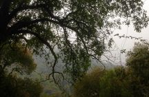 Cloud Forest hiking