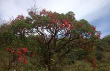 Cloud Forest hiking