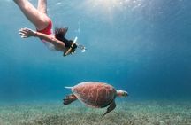 Culebra Island Snorkel and Turtle Adventure with Ferry Transport
