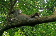 Sloths Observation and Coffee, Chocolate, Sugarcane Experience