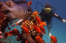 Day Scuba diving trip from Hurghada