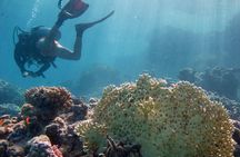 Day Scuba diving trip from Hurghada