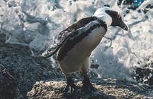 Private Cape Peninsula Tour 