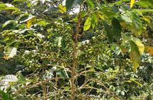 Coffee Plantation Experience