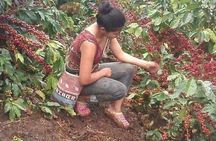 Coffee Plantation Experience