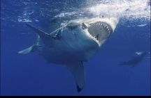 From Cape Town :Cape Agulhas &Whale Watching Tour in Hermanus 