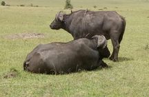 Amazing 9 Days Kenya and Tanzania Budget Safari