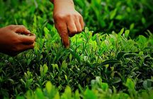 Hangzhou Longjing Tea Culture Immersive Experience Tour