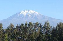 Day Trip Kilimanjaro Shira Plateau from Moshi
