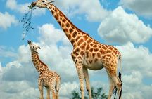 Giraffe Center & Elephant Orphanage Guided Day Tour