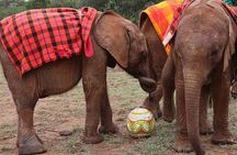 Giraffe Center & Elephant Orphanage Guided Day Tour
