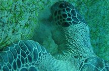 Marsa Alam: Snorkeling at Abu Dabab Beach