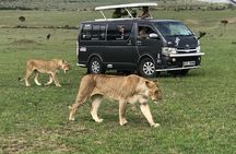 4 Days Amazing Maasai Mara and Lake Nakuru Budget Safari