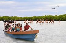 Discover the FABULOUS PINK WATERS at the Caribean (Las Coloradas+Río Lagartos)