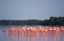 Discover the FABULOUS PINK WATERS at the Caribean (Las Coloradas+Río Lagartos)