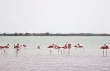 Discover the FABULOUS PINK WATERS at the Caribean (Las Coloradas+Río Lagartos)
