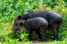 2-Day Tour in Corcovado, Sirena and San Pedrillo Stations