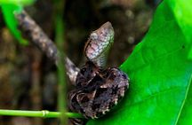 2-Day Tour in Corcovado, Sirena and San Pedrillo Stations