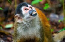 2-Day Tour in Corcovado, Sirena and San Pedrillo Stations