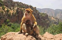 Ouzoud Waterfall Day Trip From Marrakech