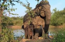 Udawalawe National Park - Half Day Safari Tour