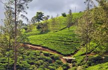 Day-trip from Kandy to Nuwara Eliya & Tea Highlands - Highlight Tour