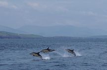 Dingle Boat Tours RIB Adventure Private
