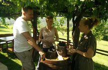 Truffle and wine / Taste of Istria from POREC, ROVINJ, PULA