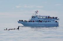 Kenai Fjords Orca Quest Cruise