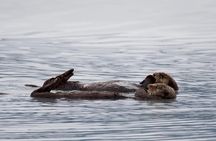 Kenai Fjords Orca Quest Cruise
