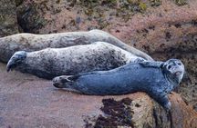 Kenai Fjords and Resurrection Bay Half-Day Wildlife Cruise