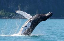 Kenai Fjords and Resurrection Bay Half-Day Wildlife Cruise