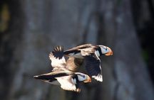 Kenai Fjords National Park Glacier & Wildlife Cruise