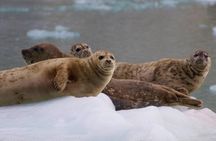 Kenai Fjords National Park Glacier & Wildlife Cruise