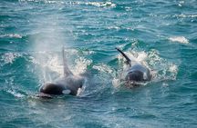 Full-Day Kenai Fjords National Park Cruise