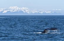 Resurrection Bay Spring Wildlife Cruise