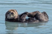 Resurrection Bay Spring Wildlife Cruise