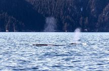 Resurrection Bay Spring Wildlife Cruise